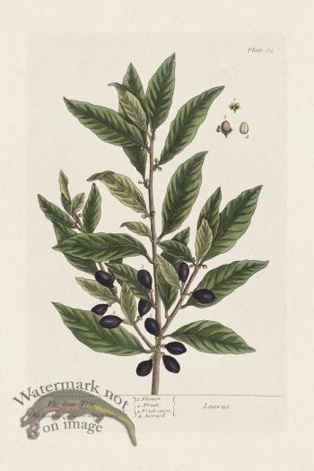 BEE 175 The Bay Tree